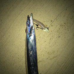 タチウオ短時間釣行