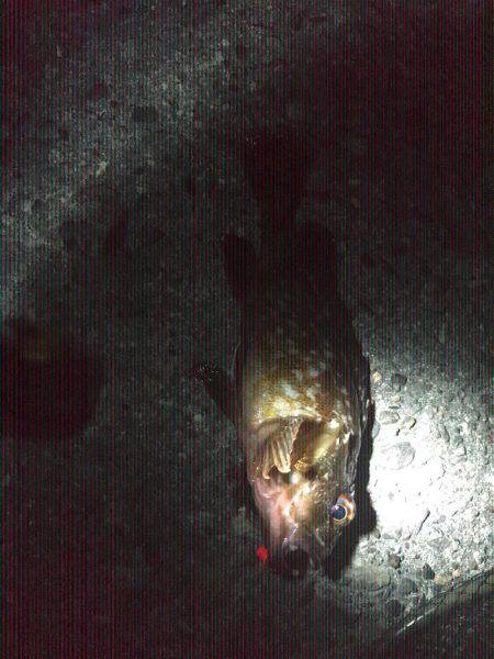 仕事帰りにメバリングのつもりが