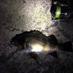 良型メバルゲット