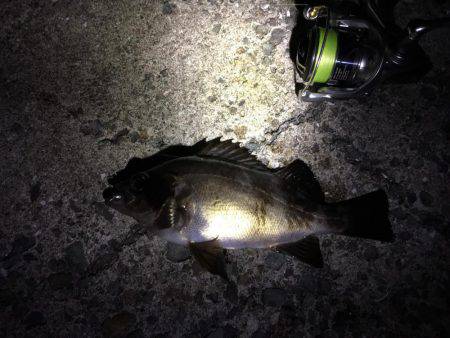 良型メバルゲット