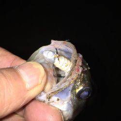 舞洲楽しくなって来ましたね〜