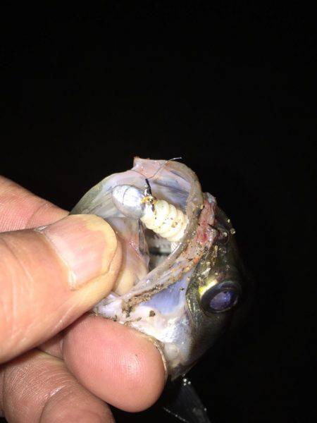 舞洲楽しくなって来ましたね〜