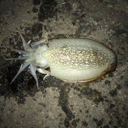 シーバスのつもりが・・・