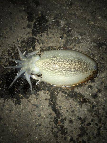 シーバスのつもりが・・・