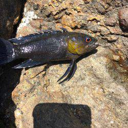 期待を裏切らないあの子