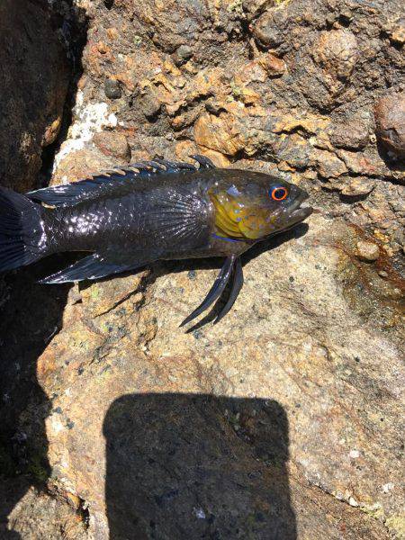 期待を裏切らないあの子