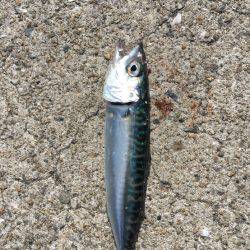 豆サバはジグで釣れ