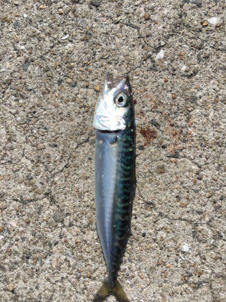 豆サバはジグで釣れ