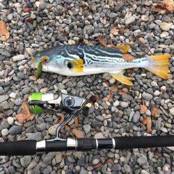 大里松原海岸 シマフグ40cm