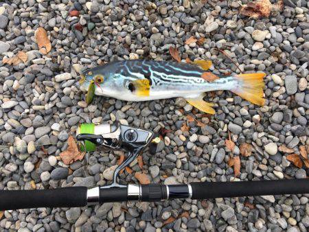 大里松原海岸 シマフグ40cm