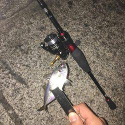 横浜アジング！