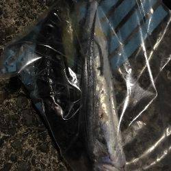 またまたエギング