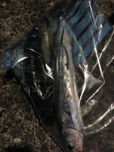 またまたエギング