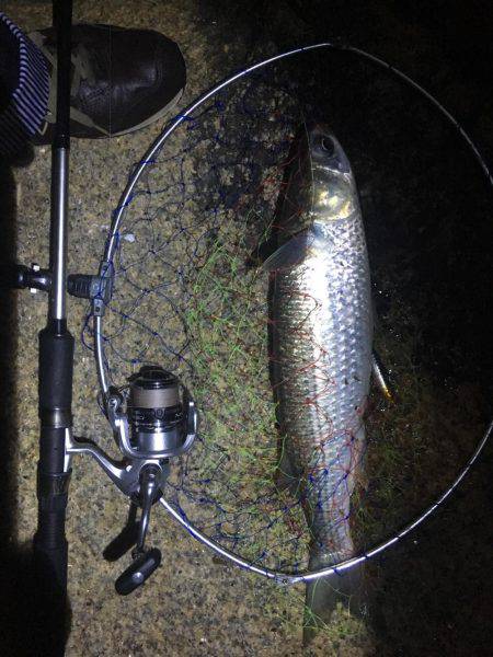 ぐんぐん走るあいつ