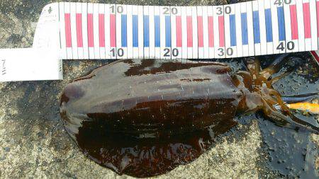 記録更新を狙い！エギングへ