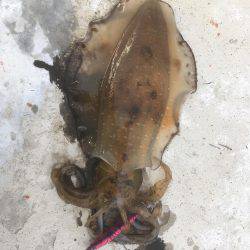 エギング&メバリング