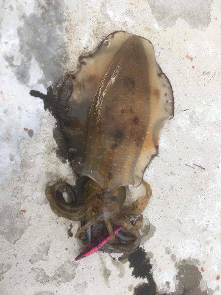 エギング&メバリング