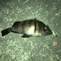 メバル好調です