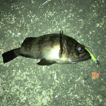 メバル好調です