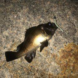 メバリングはまだまだ終わりません！