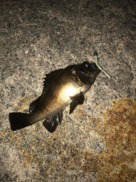 メバリングはまだまだ終わりません！