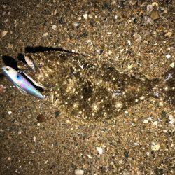 セイゴが釣れた