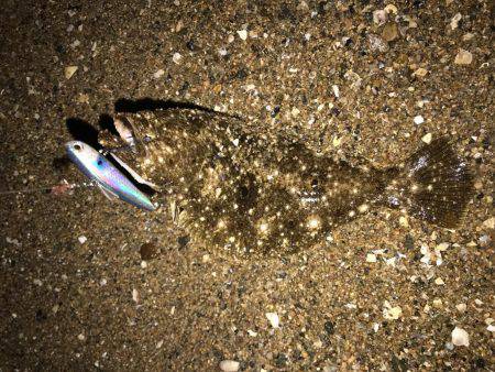 セイゴが釣れた