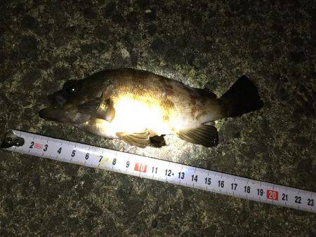 食コンメバリング