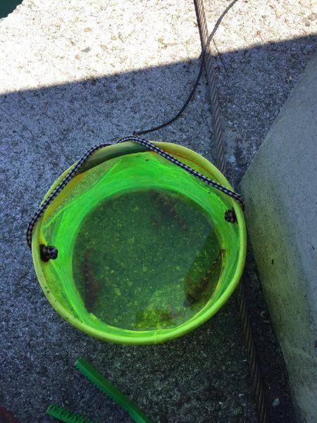 メバル、ガシラなどなど