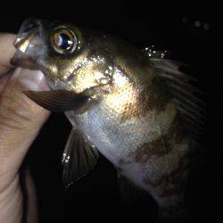 またまたメバリング!!