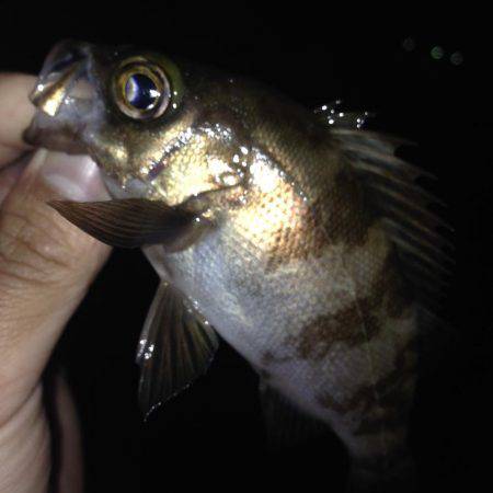 またまたメバリング!!