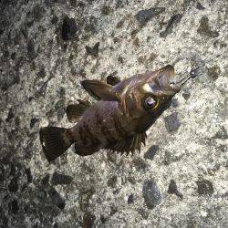 姫路妻鹿でメバリング