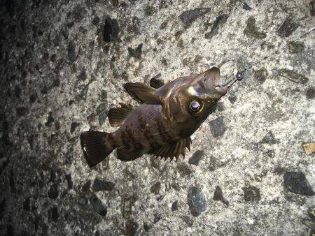 姫路妻鹿でメバリング