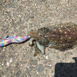 デイエギング！！