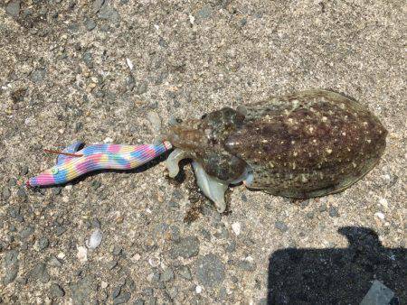 デイエギング！！