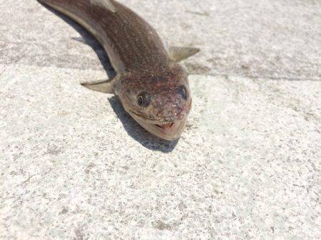 ショアジギング、ショアスロー