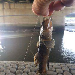 明石川でテナガエビ