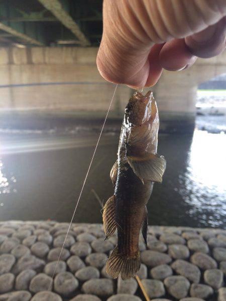 明石川でテナガエビ