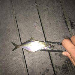 今夜も好調！横浜アジング