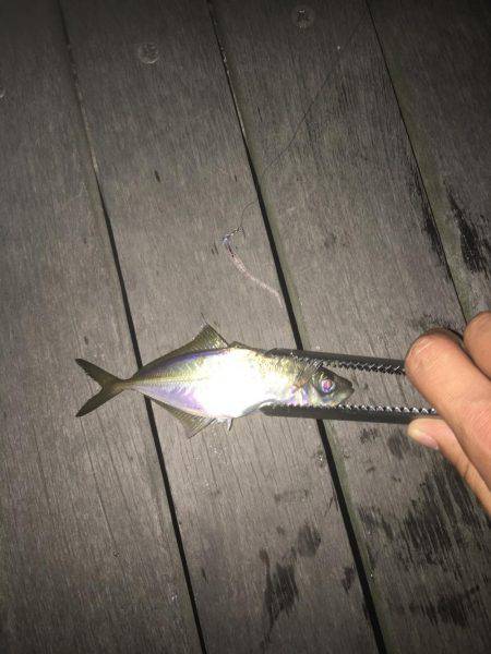 今夜も好調！横浜アジング