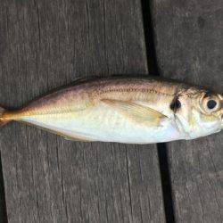 アタリ少な目で苦戦