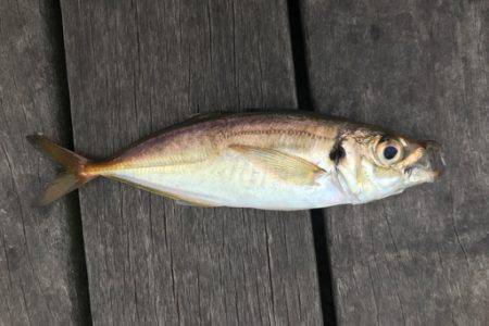 アタリ少な目で苦戦