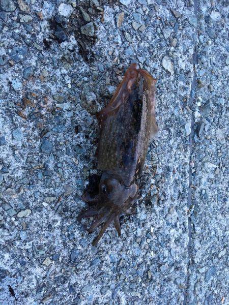 春イカ狙いのエギングにて