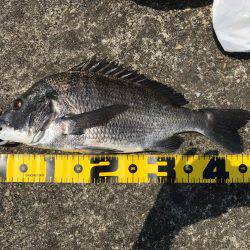 南港 チヌ フカセ