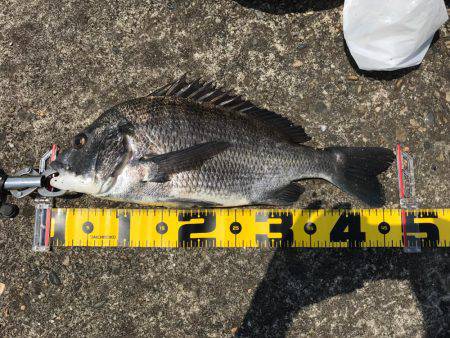 南港 チヌ フカセ