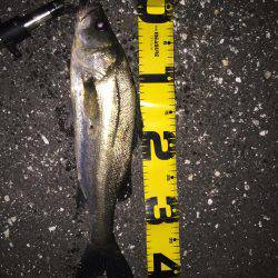 四日市 シーバス