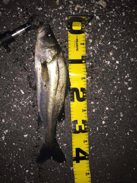 四日市 シーバス