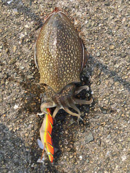 デイエギング！！