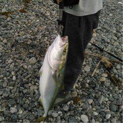 ブリ メジロ 78cm ライトショアジギで