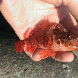 真っ昼間の伊東港の新井堤防で穴釣り。